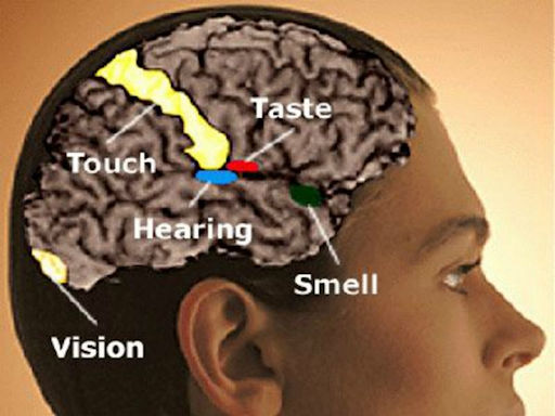 stimoli sensoriali
